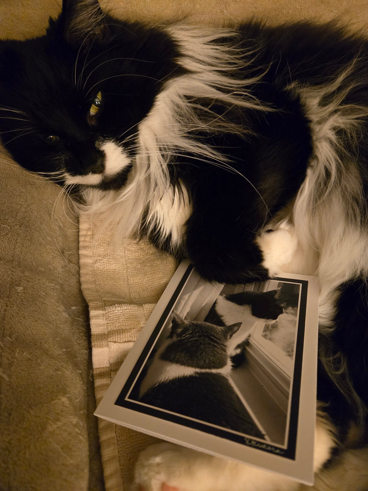 Paws & Reflect
