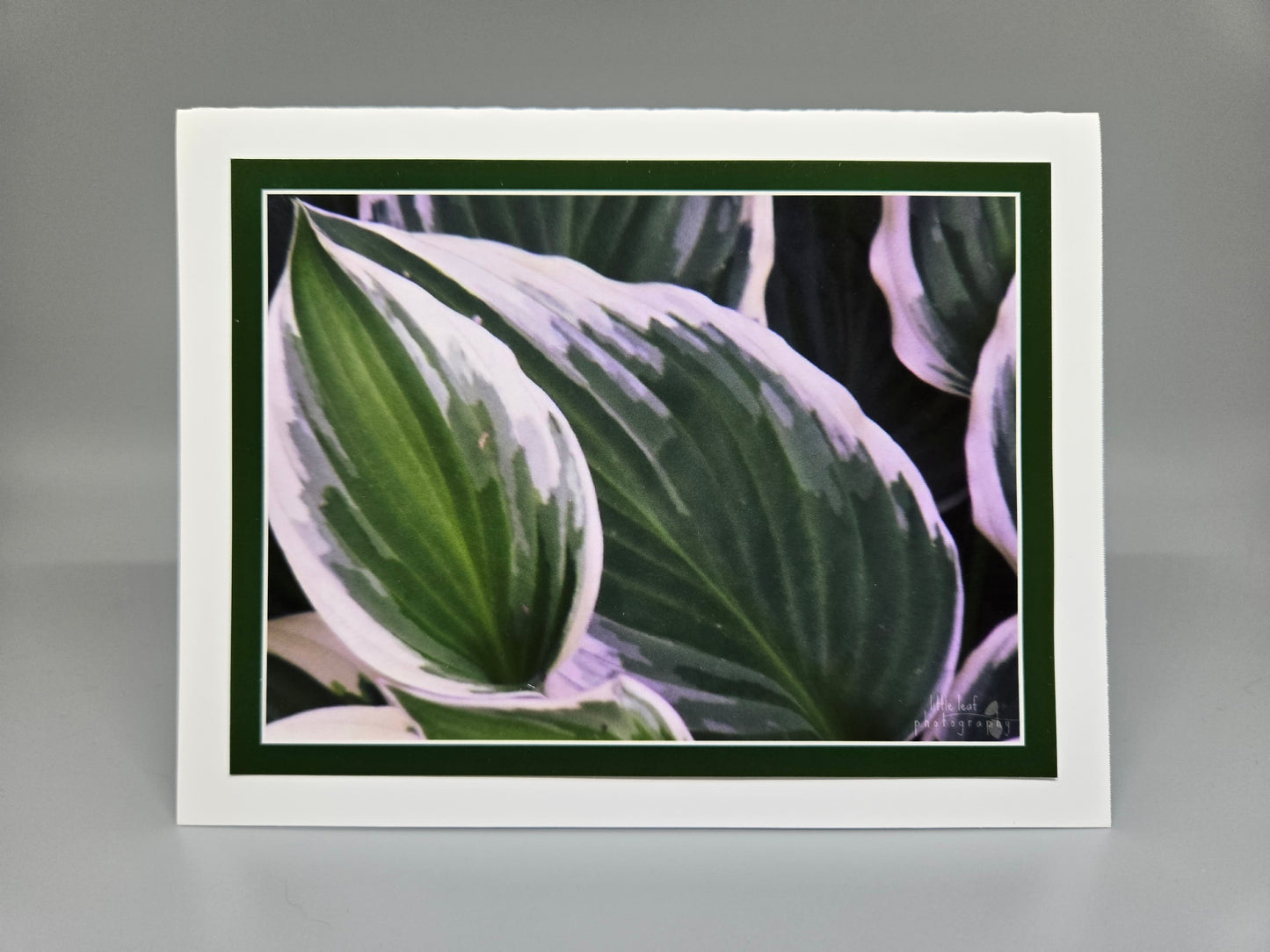 Painted Leaf image 0