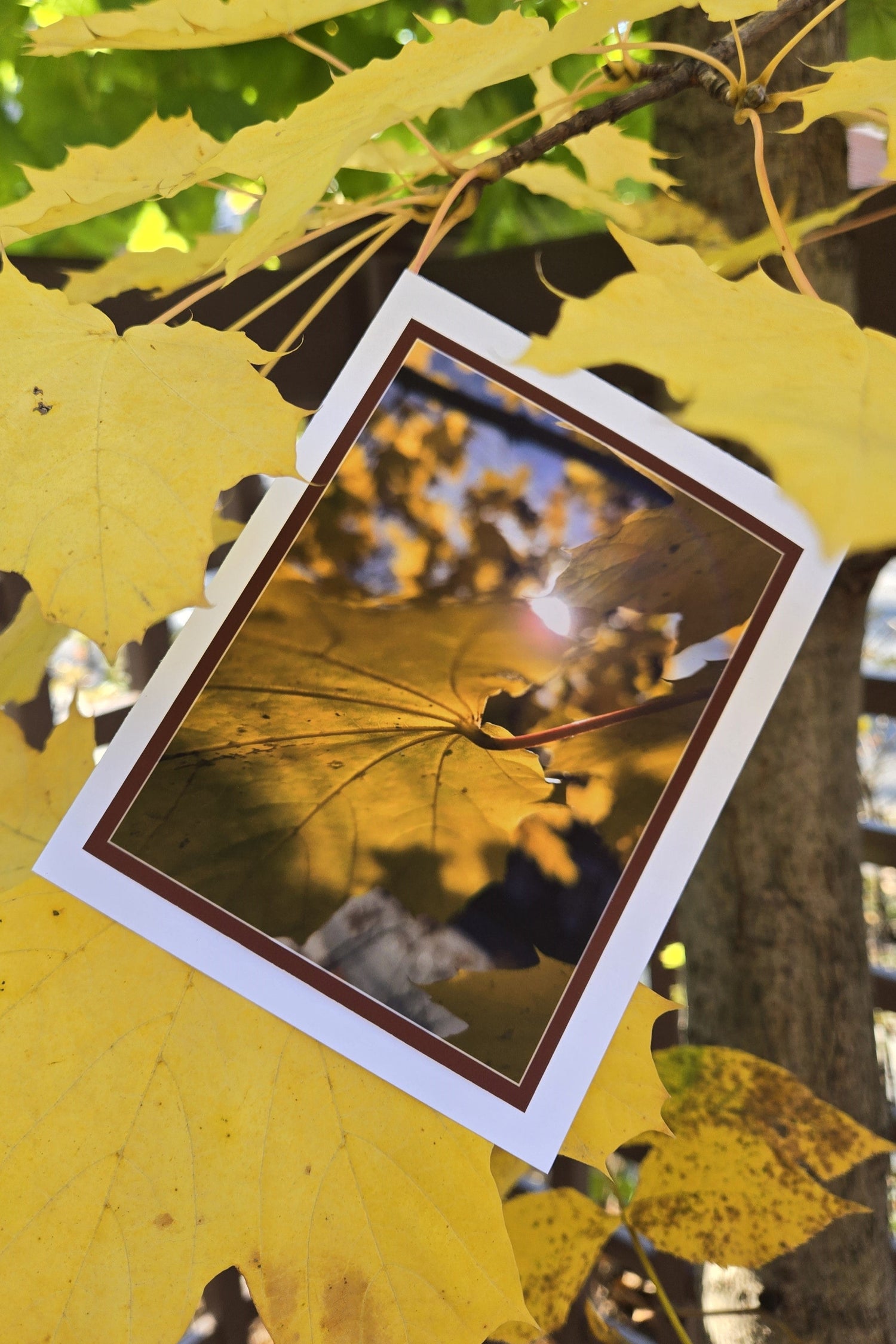 Golden autumn leave greeting card displayed hanging on leaf's stem